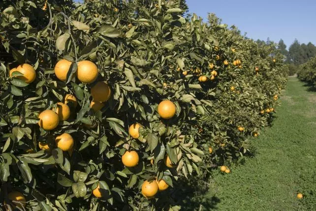 Citrus_1