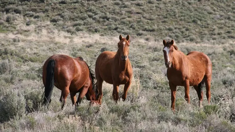 caballo