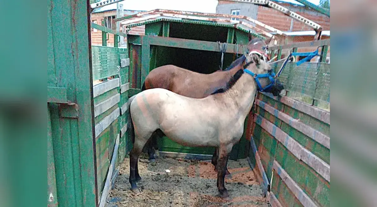 Desbaratan carrera clandestina de caballos en concordia - diario el enfoque