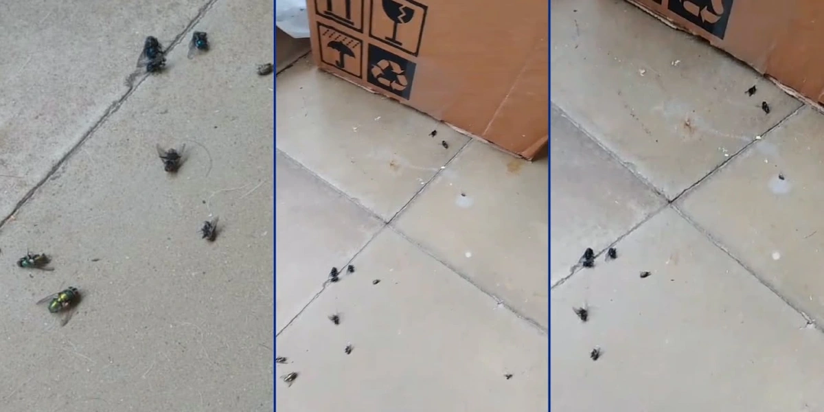 Moscas caen por el pesticida que mato las aves - Diario El Enfoque