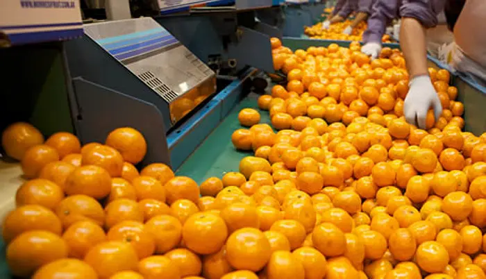 Capacitación- citrus