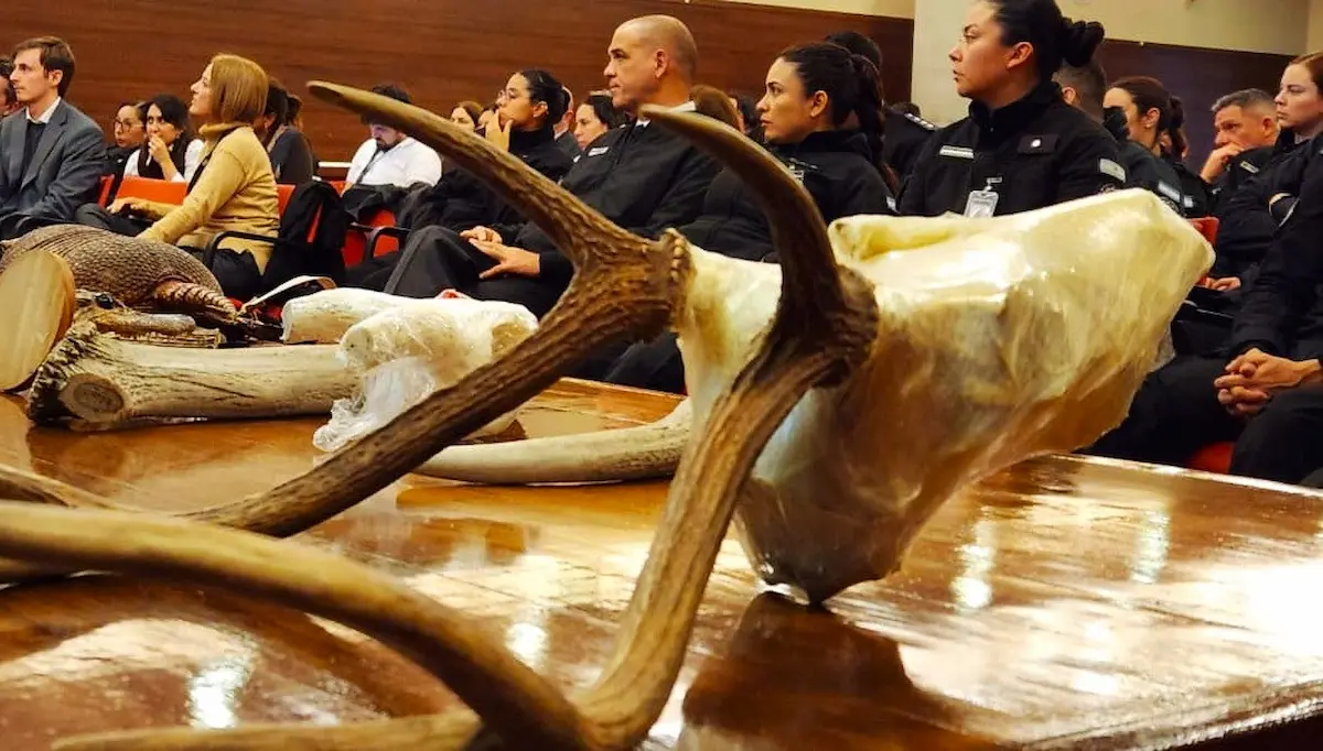 Fauna silvestre en aeropuertos - diario el enfoque concordia