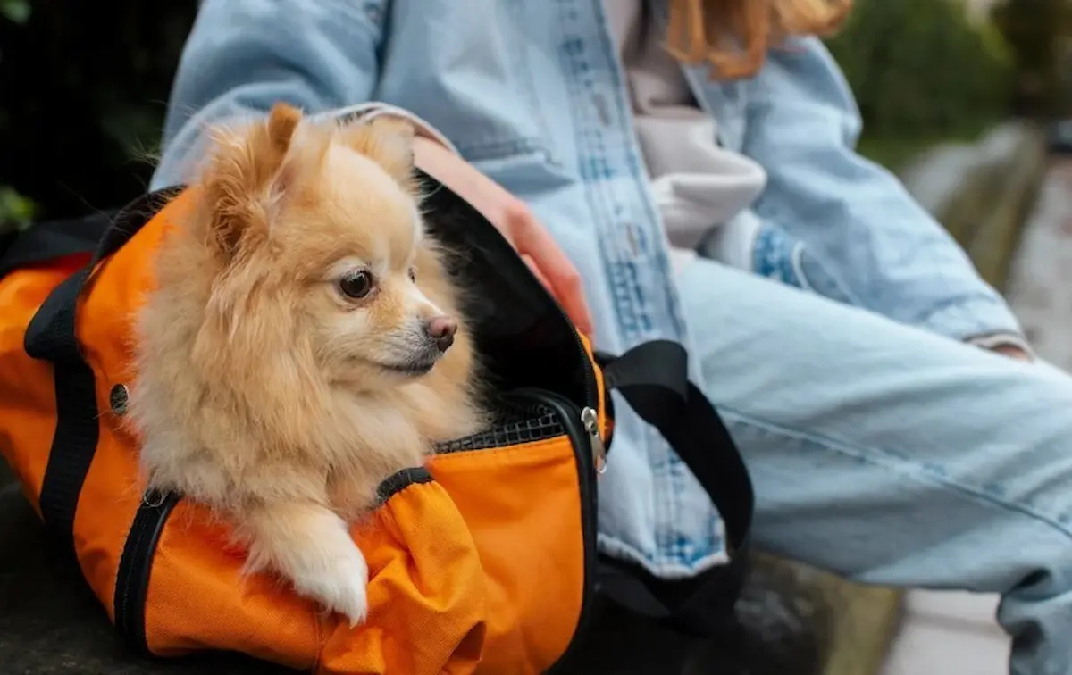 perro-traslado- Transporte - Diario El Enfoque