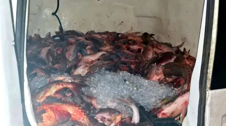 decomiso dorados victoria
