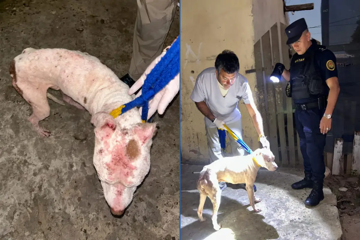 Rescatan pitbull maltratado tras allanamiento en Concordia - Diario El Enfoque