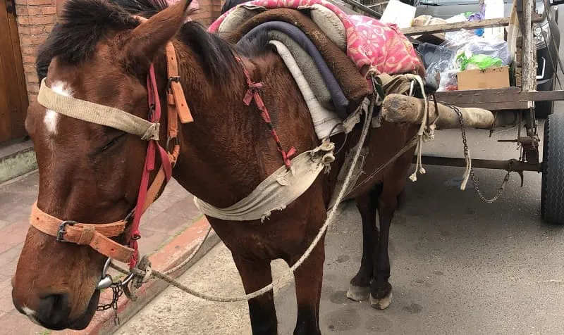 Equino (1)