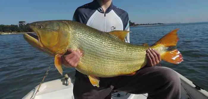dorado (1)