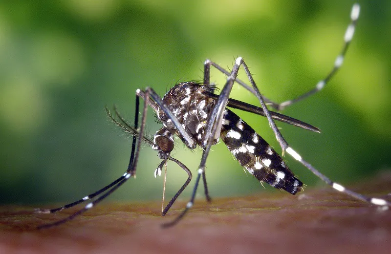 DENGUE 12