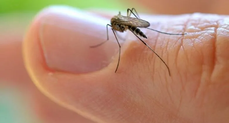 mosquito