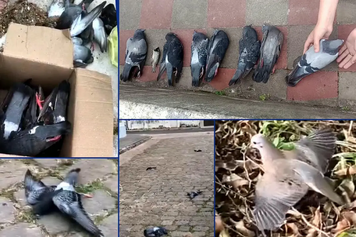 Mortandad de aves en Concordia - Diario El Enfoque