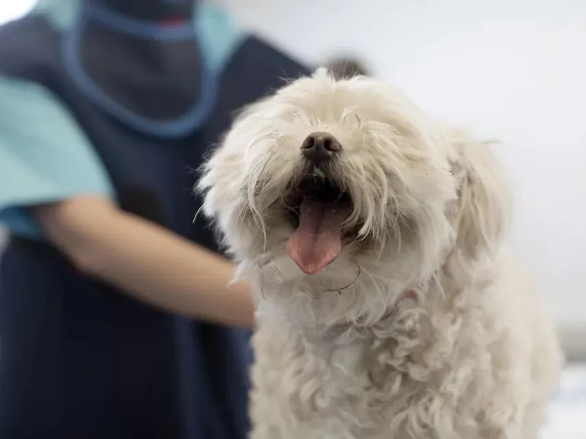 Veterinaria, mascotas2