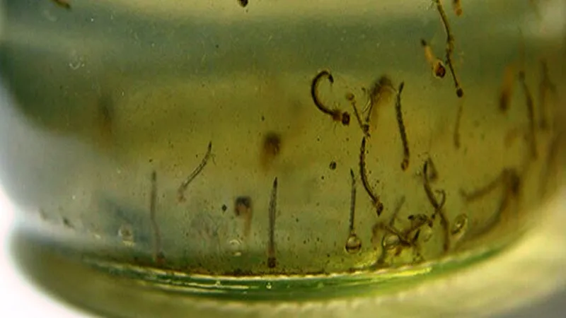 dengue 1