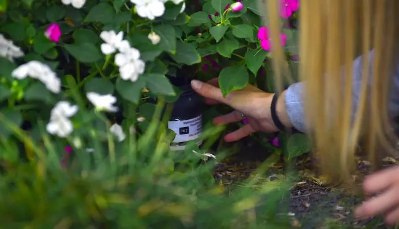 mosquito, dengue (1)