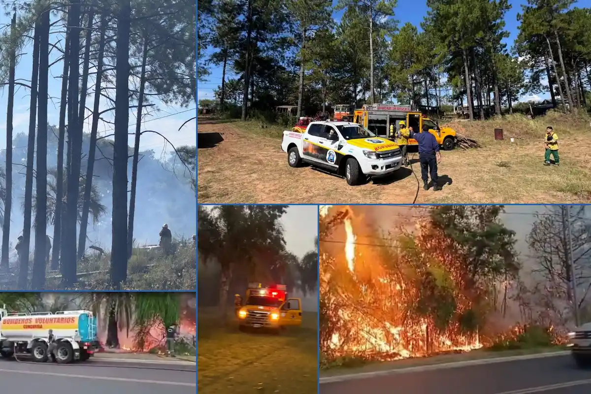 incendios en concordia - diario el enfoque