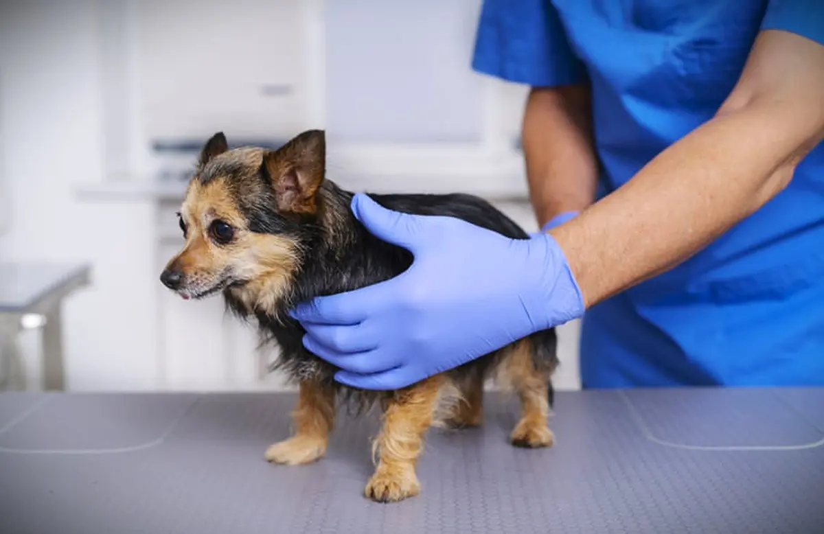 Mascotas, veterinaria y castraciones gratuitas - Diario El Enfoque Concordia