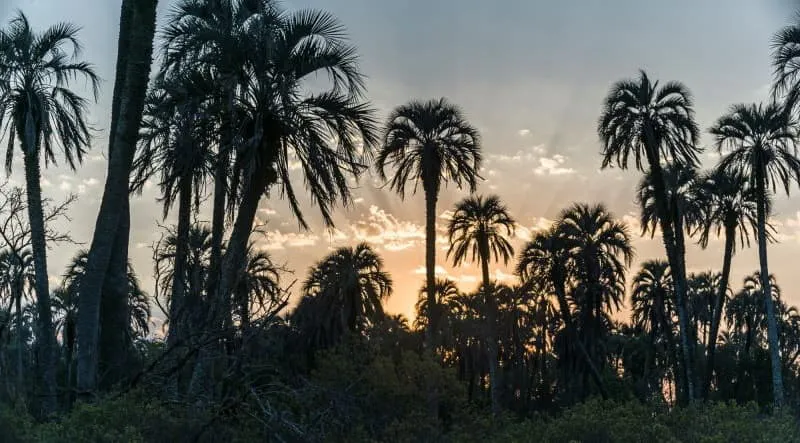 el palmar (1)