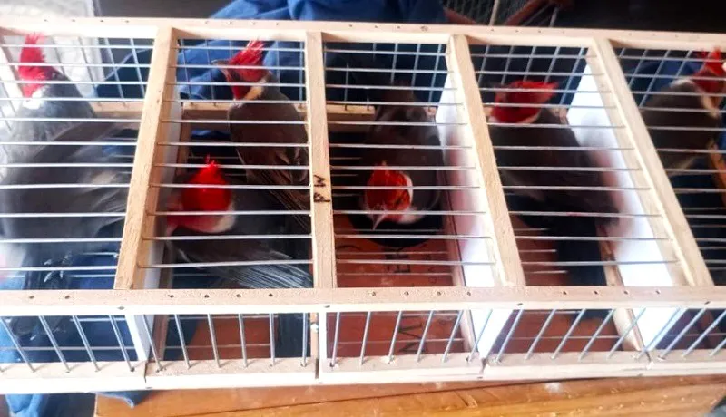 cardenales