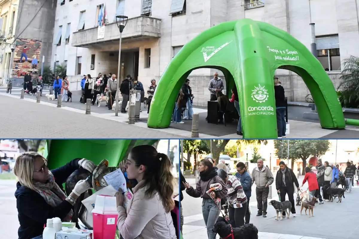 vacunación antirrábica en Concordia - Diario El Enfoque