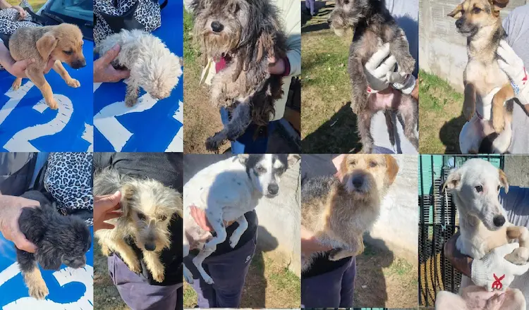 secuestro perros