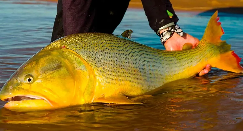 dorado