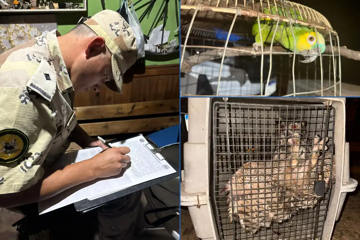 secuestro fauna silvestre en Concordia - Diario El Enfoque