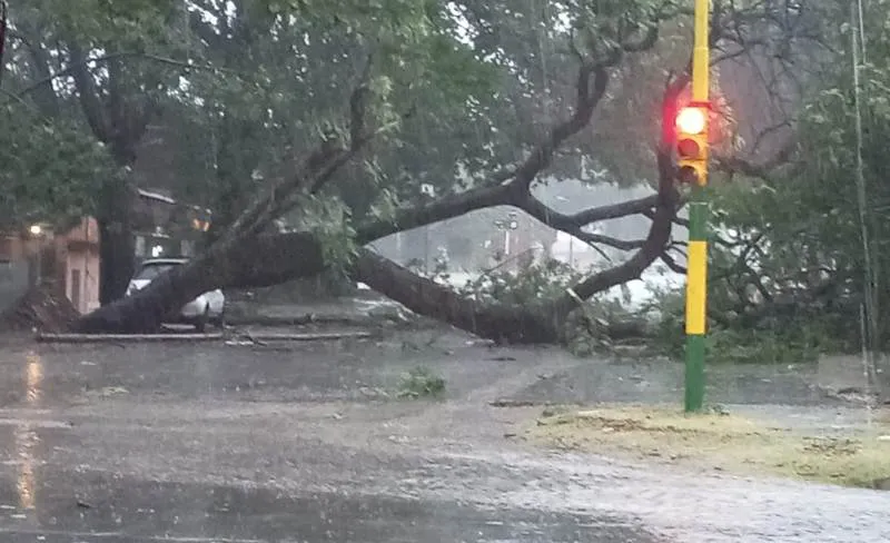 Arbol caído