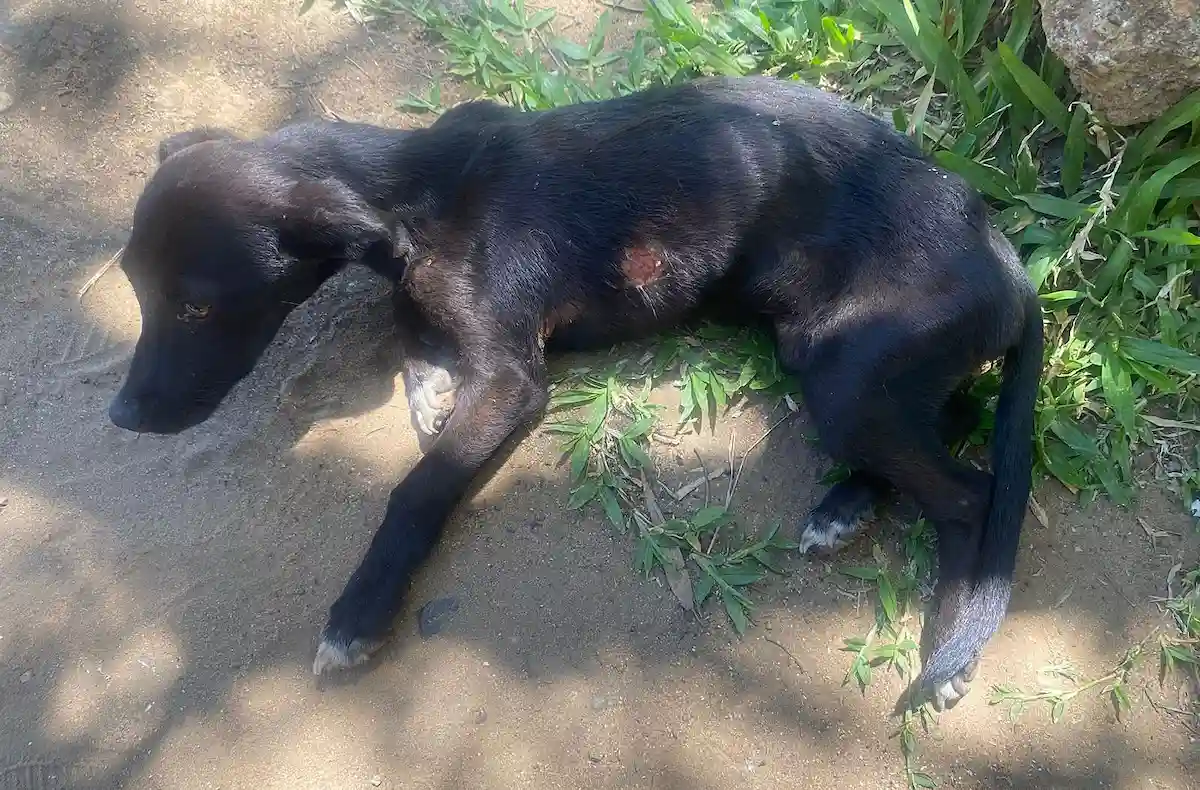 Rescatan a una perra en mal estado en Concordia y se abren actuaciones por maltrato animal - Diario El Enfoque