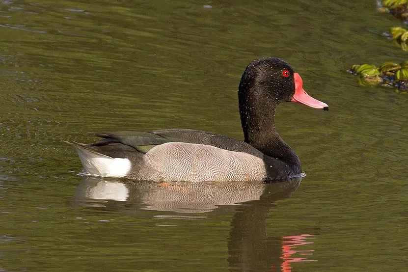 pato
