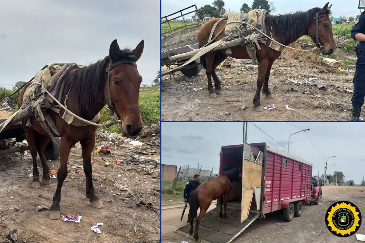 caballo maltratado - diario el enfoque concordia