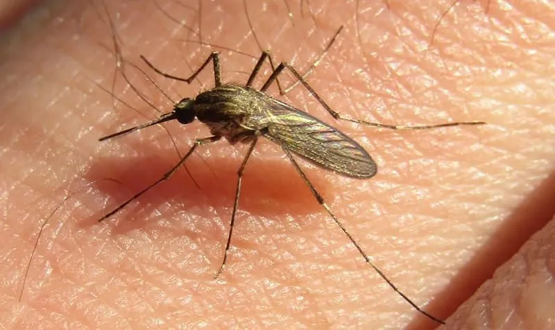 Aedes Albifasciatus (1)