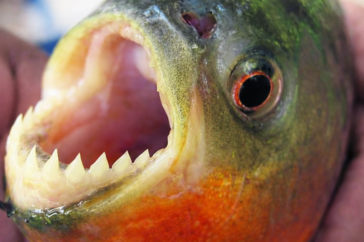 Palometas - Diario El Enfoque Concordia