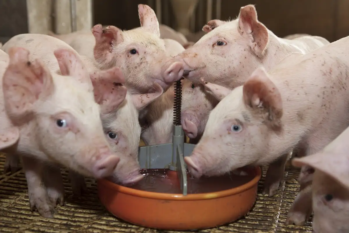 SENASA refuerza la vigilancia epidemiológica porcina en Entre Ríos - Diario El Enfoque