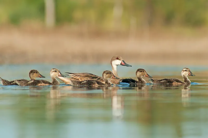 patos