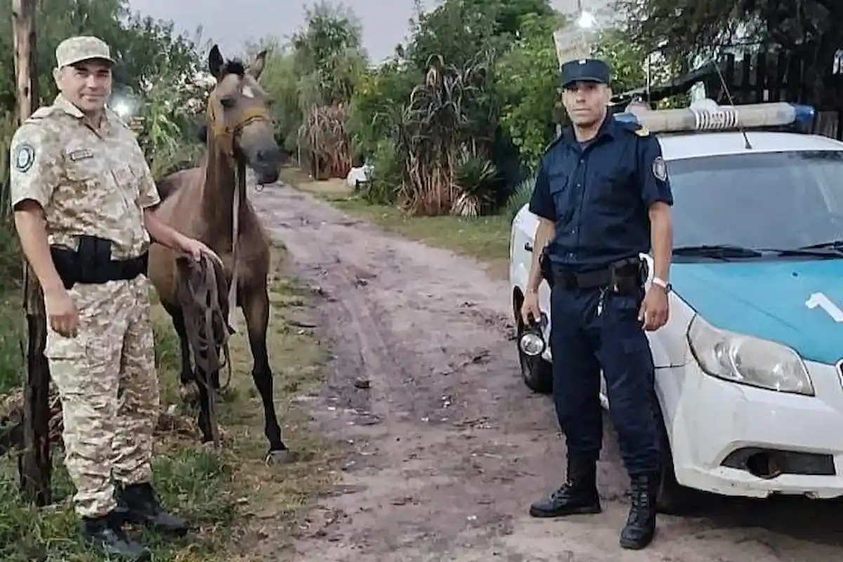 Localizaron en barrio Pampa Soler una yegua - diario el enfoque concordia