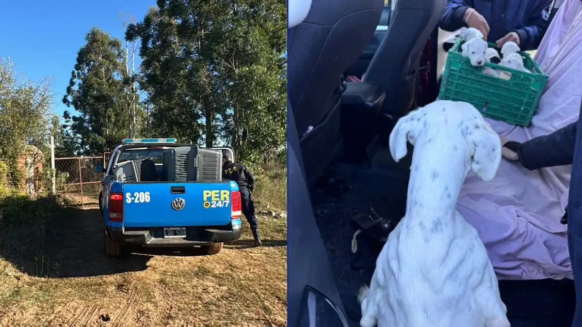 Rescataron 20 perros en un allanamiento por maltrato animal - Diario El Enfoque Concordia
