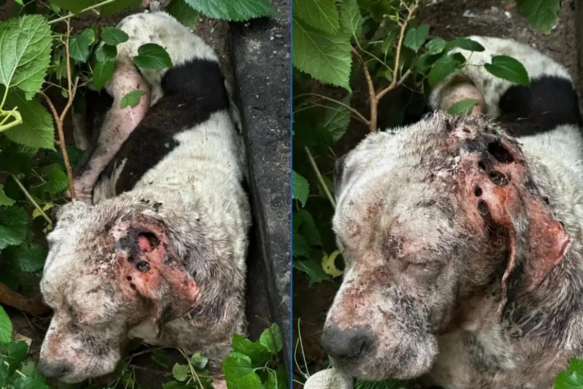 Maltrato animal en Concordia allanamiento y rescate de un perro abandonado - Diario El Enfoque