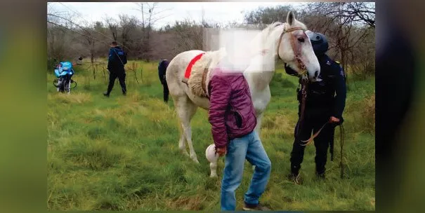 caballo