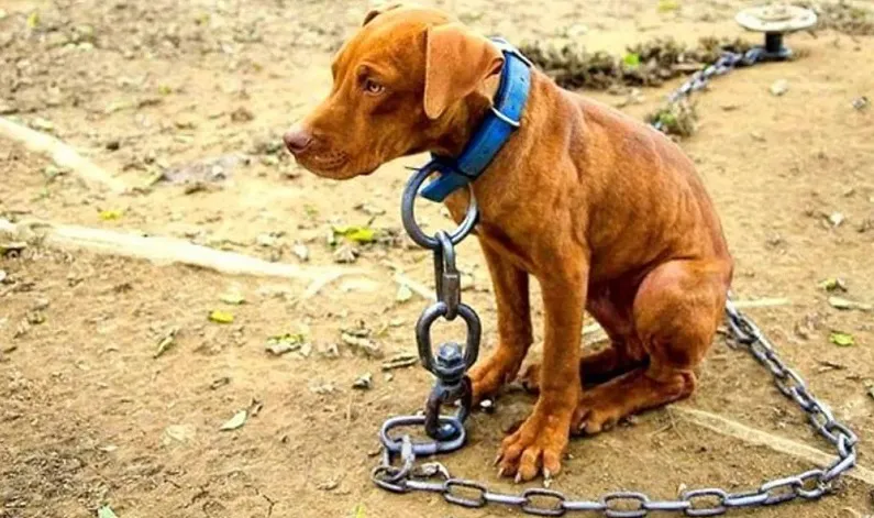 maltrato animal 1