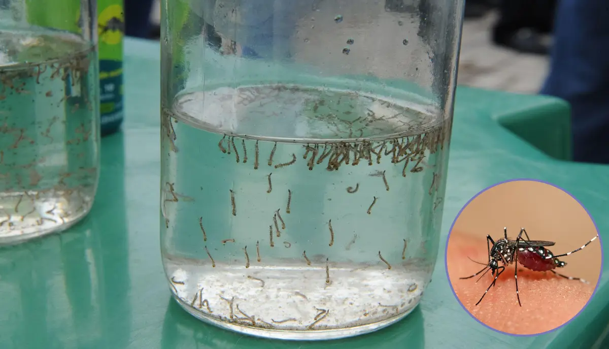 salud, dengue, prevención, entre ríos