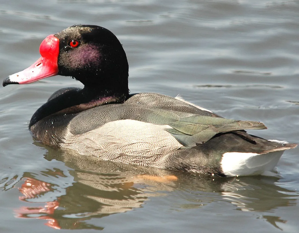 pato, caza ilegal