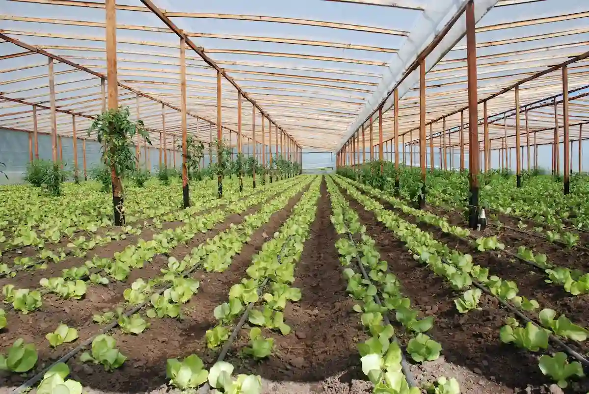 inta plantaciones lechuga - diario el enfoque concordia (1)