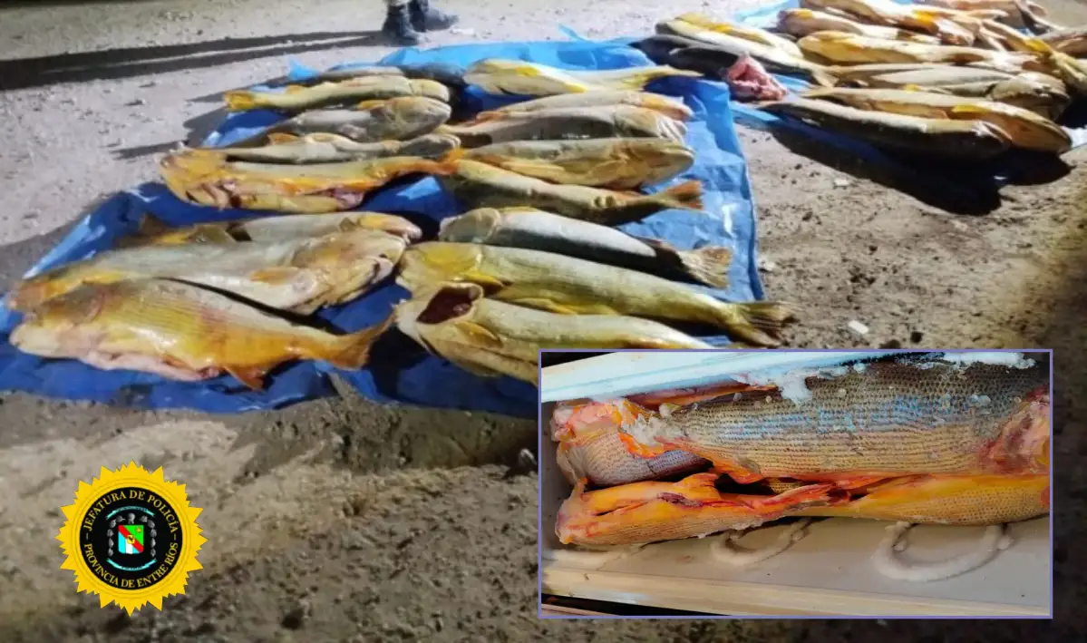 secuestro de  dorados