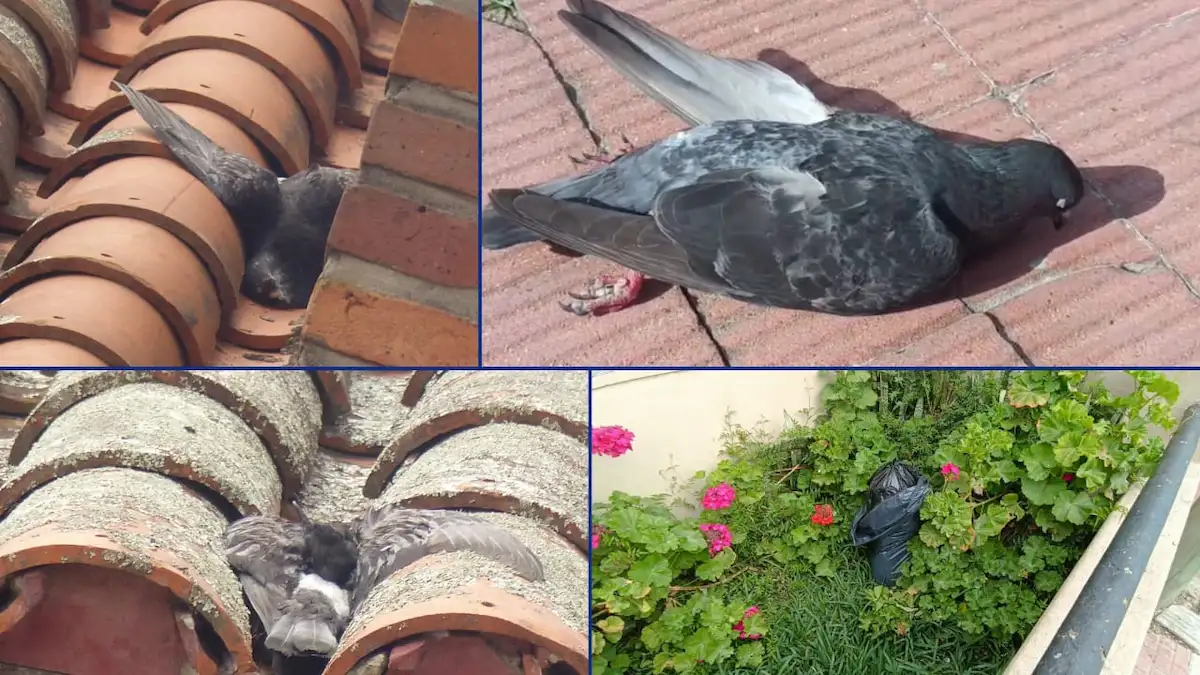 Aves muertas en Concordia - Diario El Enfoque