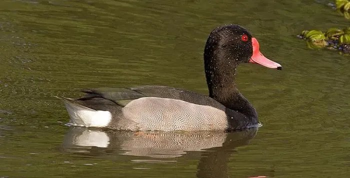 pato