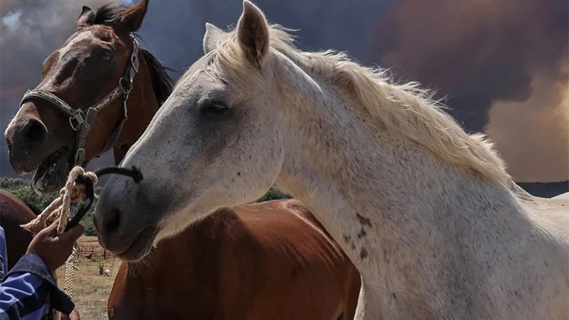 caballo