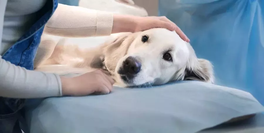Veterinaria, castracciones, perros