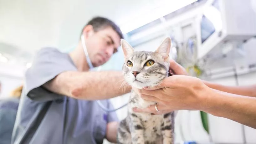 Veterinaria, mascotas5