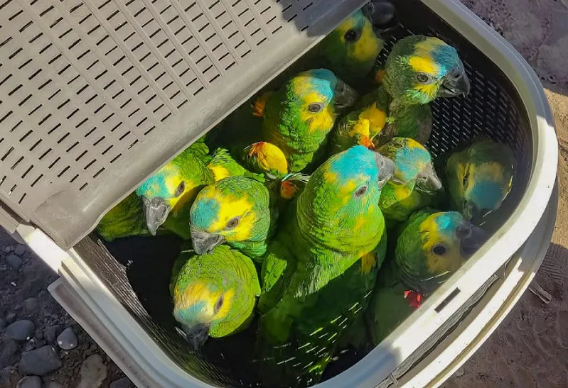 loros