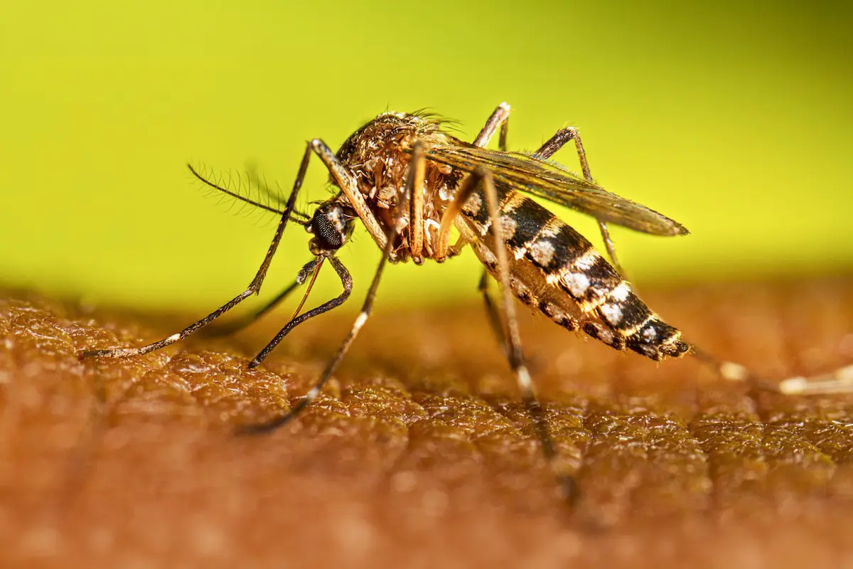 aedes aegypty - diario el enfoque concordia
