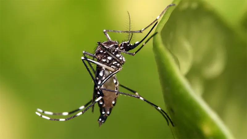 Dengue 1